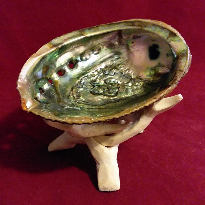 ABALONE SHELL 5-6 inches W/TRIPOD