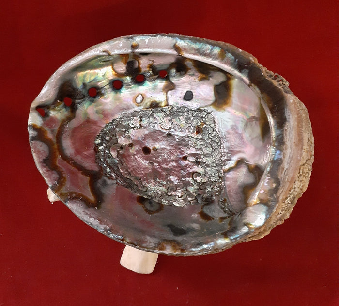 ABALONE SHELL 6-7 inches W/TRIPOD