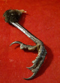 BIRD TALON by