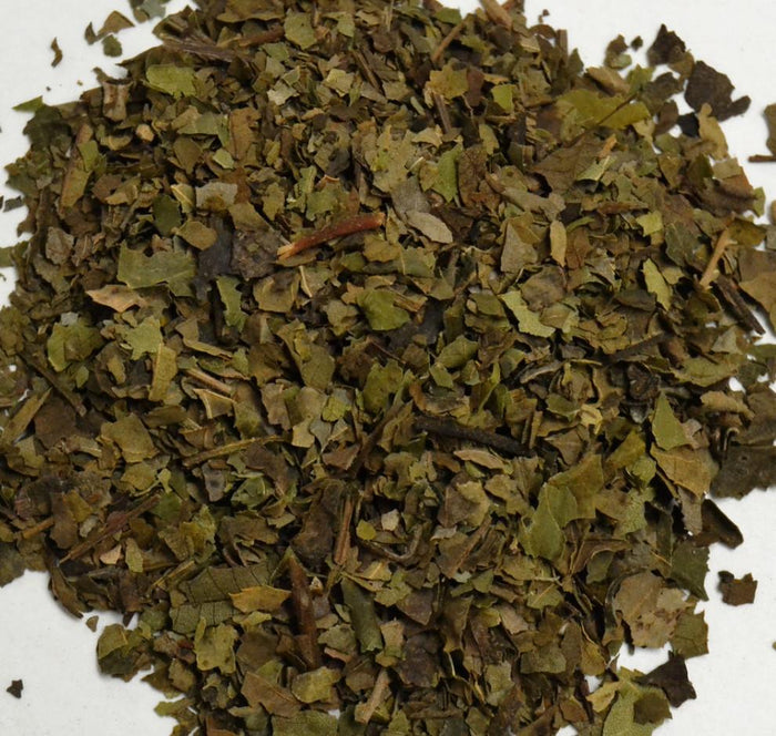 Black Walnut Leaf - Dragon Herbarium