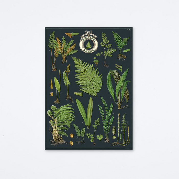 British Ferns Wrap