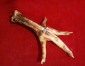 CHICKEN FOOT
