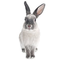 Rabbit Wall Stickers