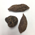 High John The Conquerer Root - Dragon Herbarium