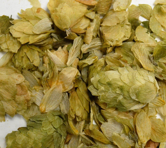 Hops Flowers - Dragon Herbarium