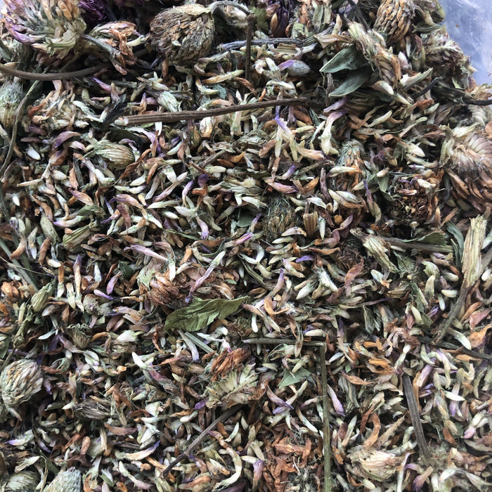 Red Clover - Dragon Herbarium