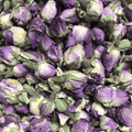 Rose Buds, Pink - Dragon Herbarium
