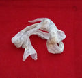 SNAKE SKIN SHEDS