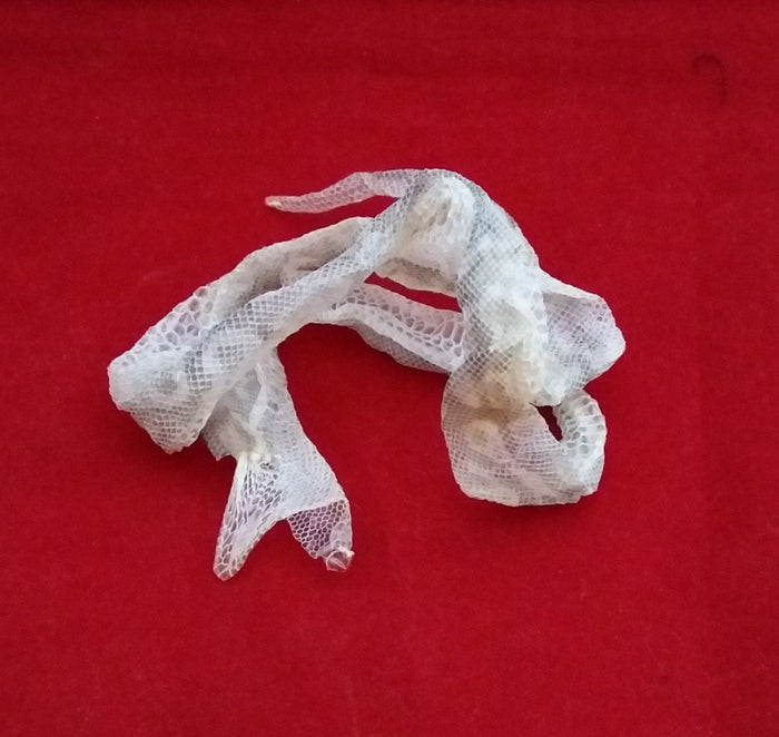 SNAKE SKIN SHEDS