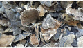 Turkey Tail Mushrooms - Dragon Herbarium