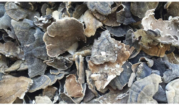 Turkey Tail Mushrooms - Dragon Herbarium