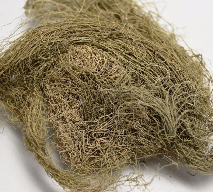 Usnea Lichen - Dragon Herbarium