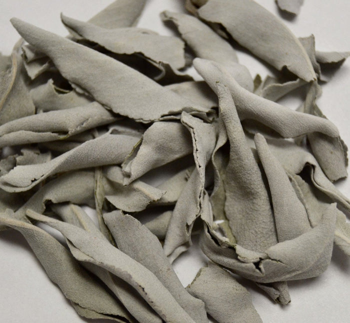 White Sage Leaf - Dragon Herbarium